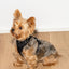 Cushioned Dog Harness