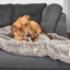 Pet Blanket