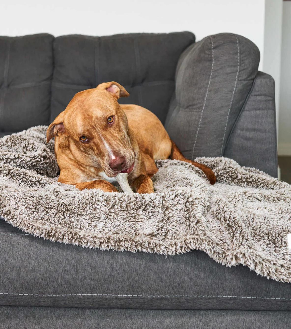 Pet Blanket