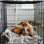 Pet Blanket