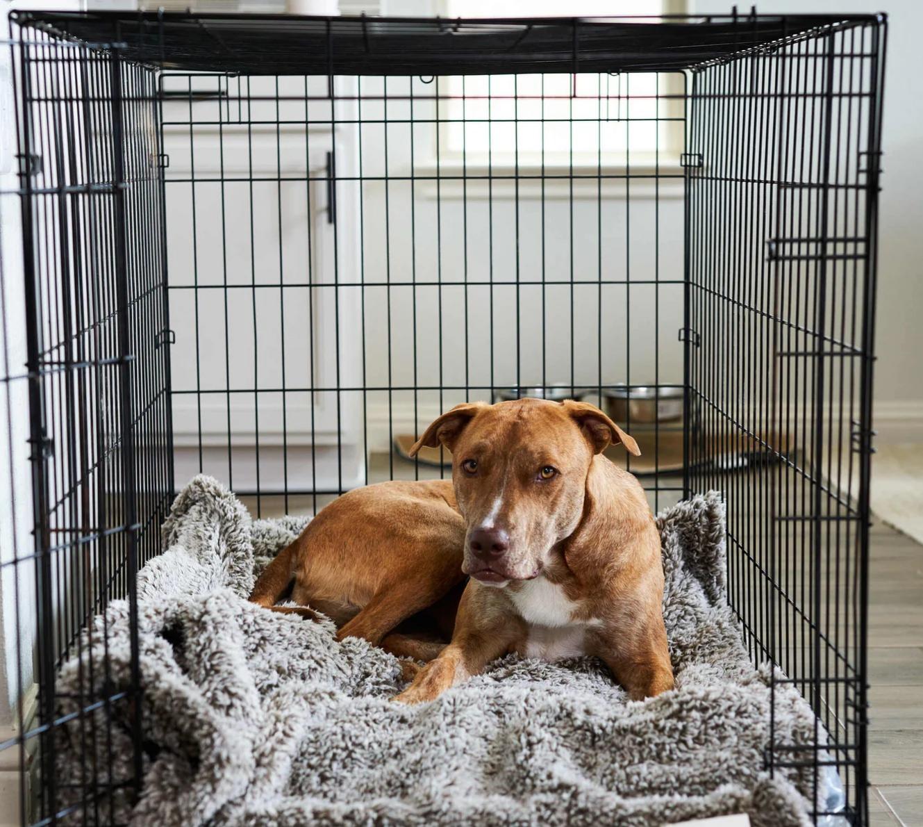 Pet Blanket