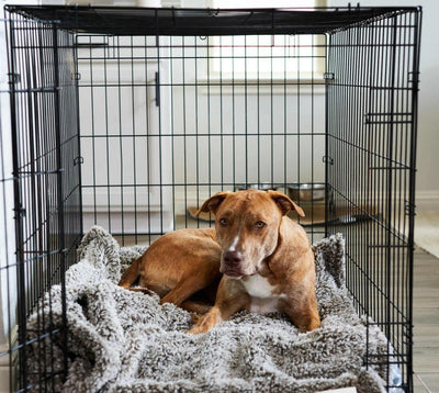 Pet Blanket