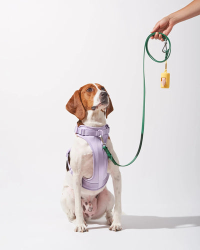 Cushioned Harness +Waterproof Leash Walk Kit