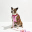 Cushioned Harness +Waterproof Leash Walk Kit