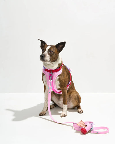 Cushioned Harness +Waterproof Leash Walk Kit